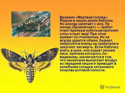 Чем опасен бражник