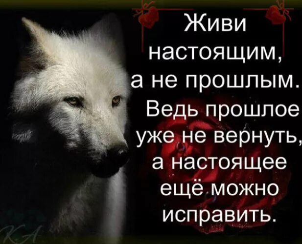 Цитаты про Волков со смыслом. Стихи о волках со смыслом. Статусы с волками. Цитаты про волчицу со смыслом. Забывая прошлое слово