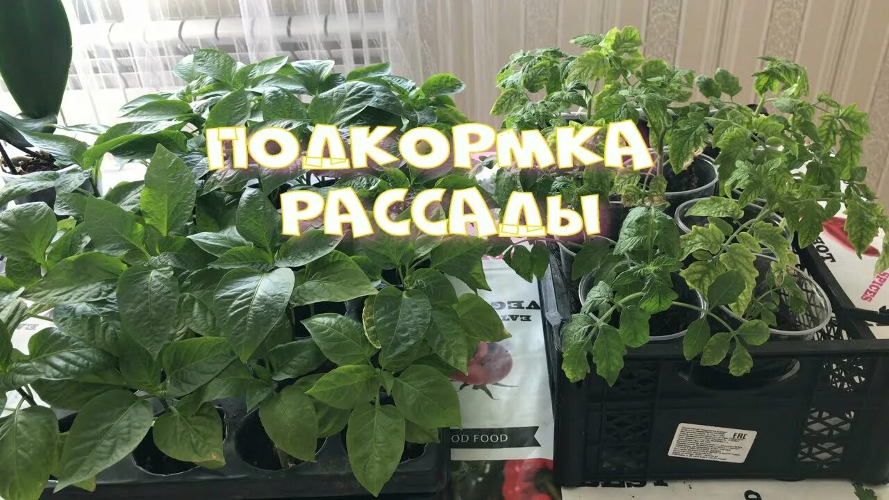 Янтарная кислота для рассады. Урожайный огород Янтарная кислота для рассады. Янтарная кислота для рассады томатов. Янтарная кислота для рассады томатов жидкая. Подкормка рассады янтарной кислотой в порошке