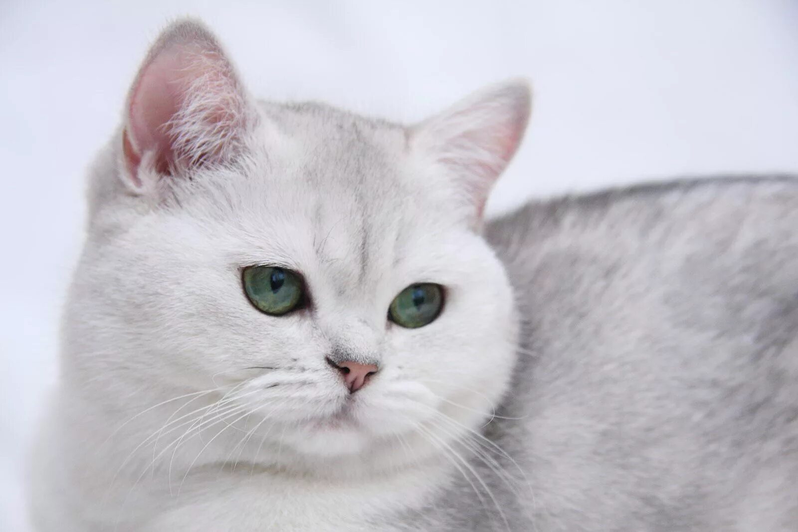 Кошки с серыми глазами порода. Британская шиншилла белая. Британская короткошёрстная кошка. Британская короткошёрстная шиншилла. Британская короткошёрстная шиншилла белая.