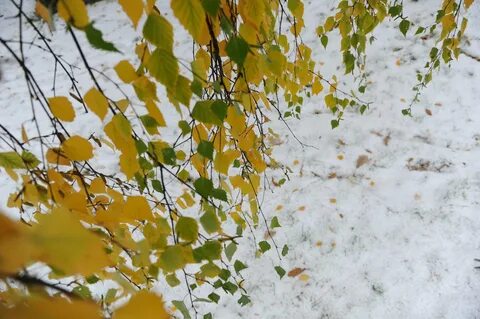 Листья на снегу песня