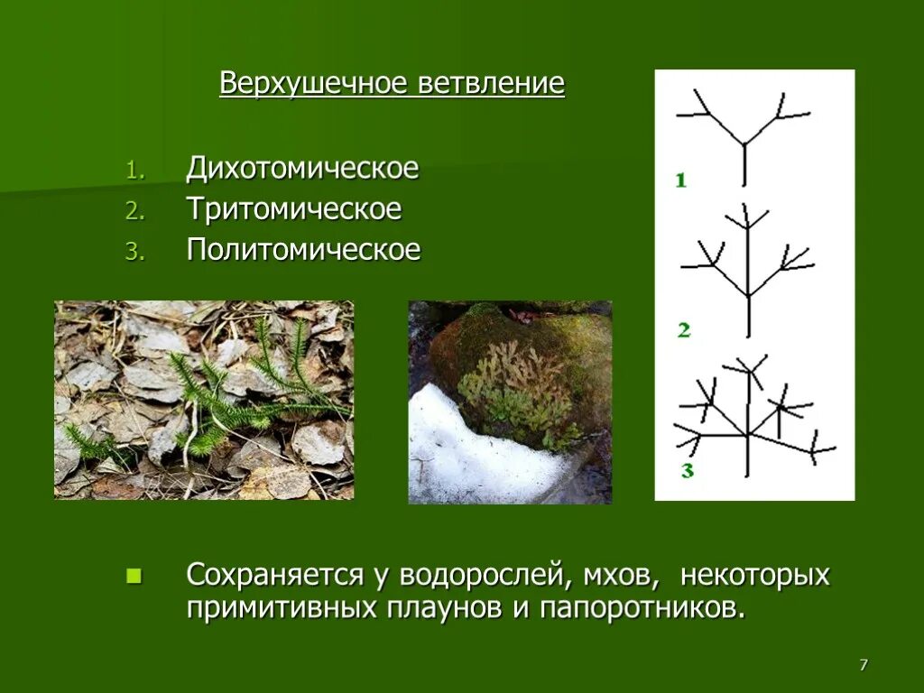 Ветвление побегов плауна. Ветвление побегов у щитовника. Ложнодихотомическое ветвление побегов. Симподиальное ветвление побега.