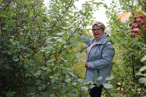Сады якутии