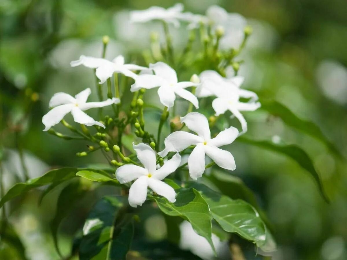 Jasminum officinale. Цветок жасмина Jasminum.