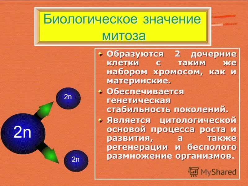 обеспечивает генетическую стабильность организма