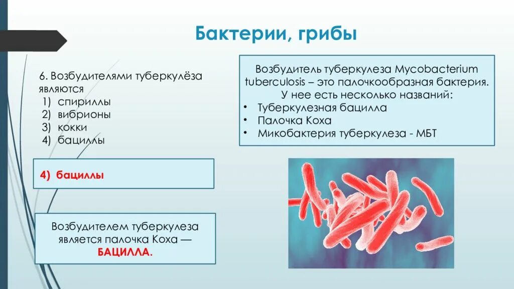 Туберкулез кокки. Бациллы возбудители туберкулёза. Возбудителями туберкулёза являются...бациллы\. Возбудитель туберкулеза относится к. Палочка Коха является возбудителем.