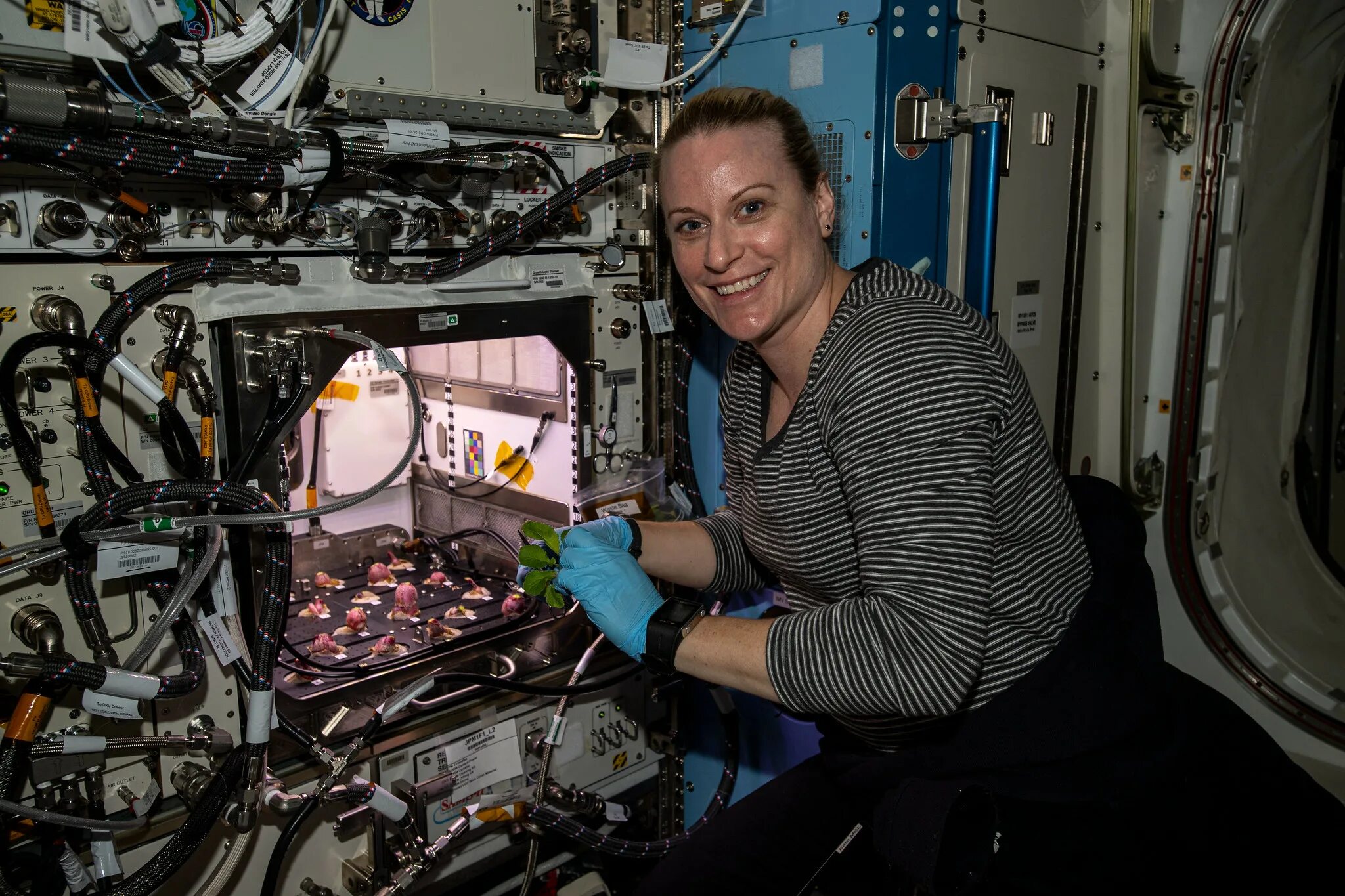 Женщины на орбите. Первый редис выращенный на МКС. Опыты с растениями на МКС (Международная Космическая станция). Эксперименты на МКС 2020. Что выращивают в космосе.
