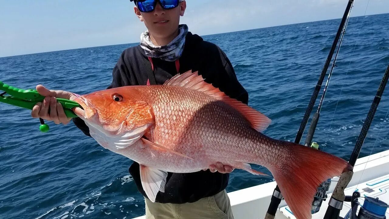 Emperor red snapper -луциан (снэппер. Красный снеппер. Red snapper fish. Ред снеппер рыба. Ред снэппер.