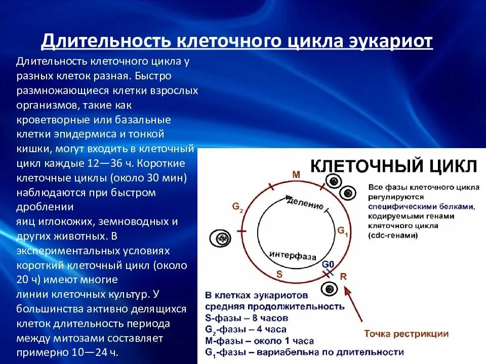 Наиболее длительной фазой в жизненном цикле клетки