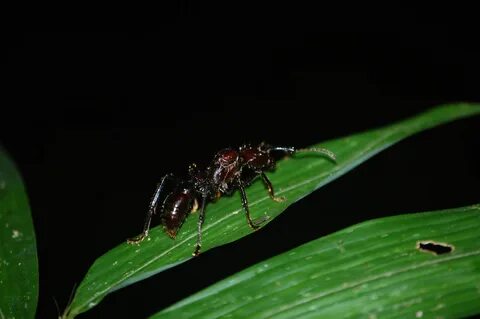 Paraponera Clavata.