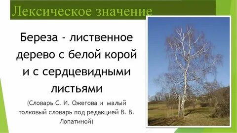 Переносное значение слова береза