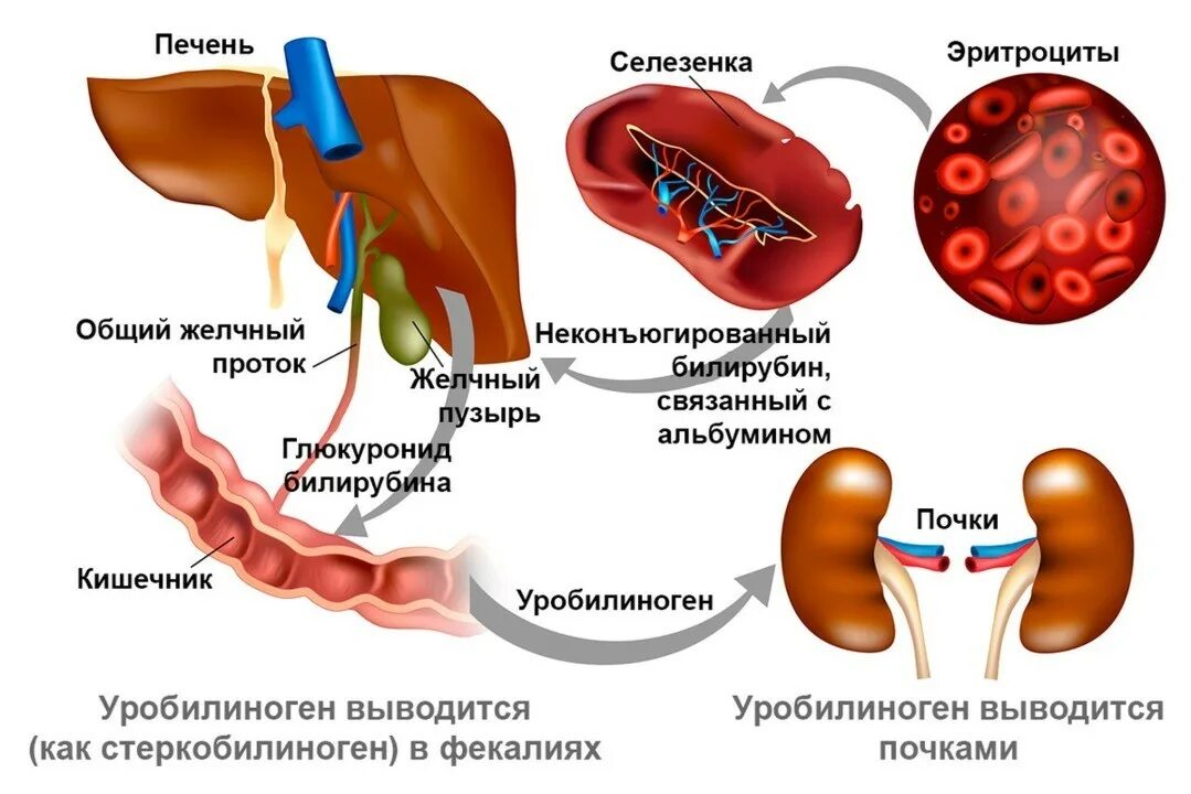 Билирубин. Синдром повышенного билирубина. Жильбера синдром и билирубин. Билирубин при болезнях печени.