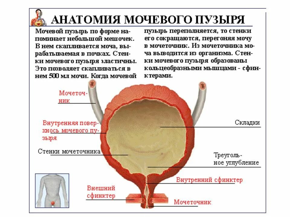 Мочевой пузырь у мужчин и женщин. Мочевой пузырь. Атоничный мочевой пузырь. Строение мочевого пузыря у мужчин. Строение стенки мочевого пузыря.