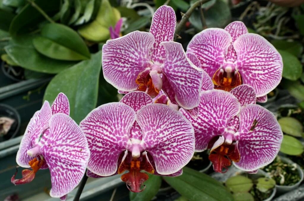 Phal leopard. Фаленопсис leopard prince. фаленопсис prince. фаленопсис mei dar prince. фаленопсис голден леопард.