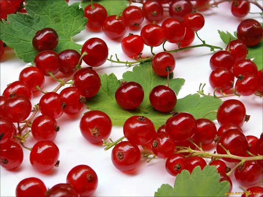 Смородина продукты. Смородина черная (ribes nigrum). Смородина фото. Смородина чёрная. Прозрачные ягоды.