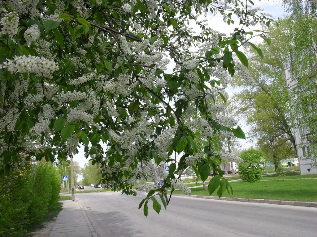 аллея черемухи. черемуха куст. черемуха краснолистная сибирская красавица. черемуха кустарник. слушать расцвела черемуха в городском.