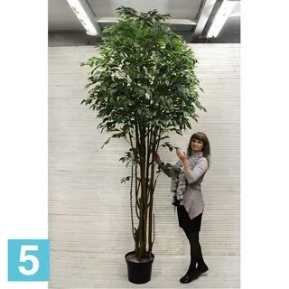 Кактус фикус орел