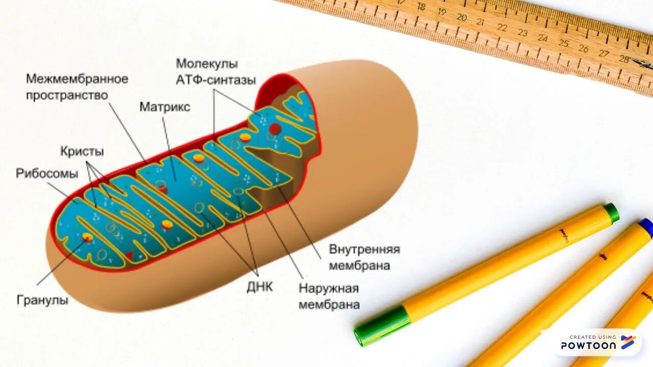 Содержит рибосомы бактериального типа митохондрия. Наружная мембрана матрикс кристы. кристы митохондрий рибосомы мембрана. внутренняя мембрана. наружная и внутренняя мембрана.