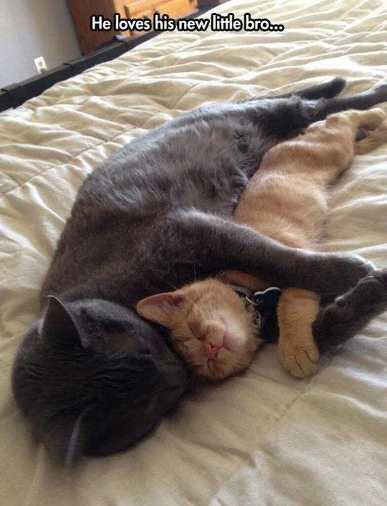 Котики обнимаются. Кровать для кошки. Кошка нежится. Коты спят в обнимку. Кот нежится.