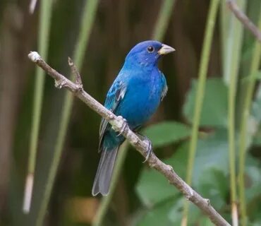 Blue canary