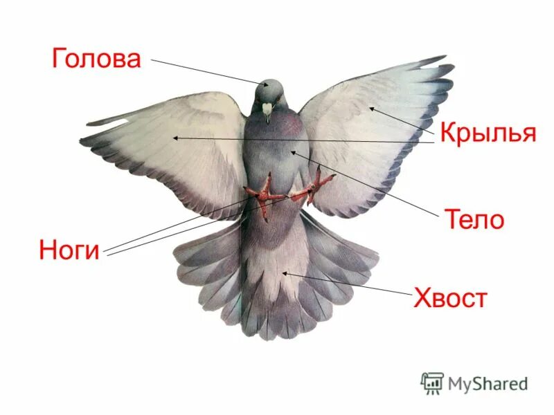 длиннохвостый бархатный ткач в полете. строение птиц по биологии 7 класс. части тела птицы для детей. части тела птиц птиц. хвост тела птицы.