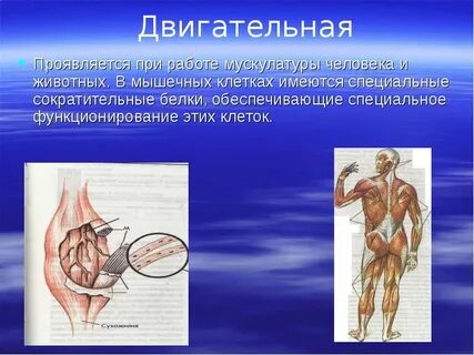 Функцию движения в организме выполняет