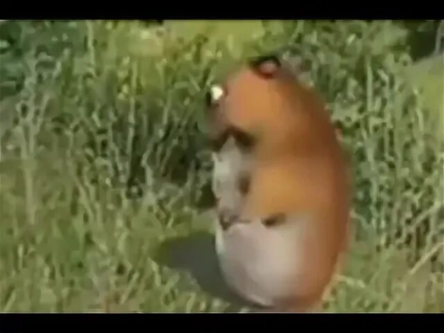 Хомяк танцует видео