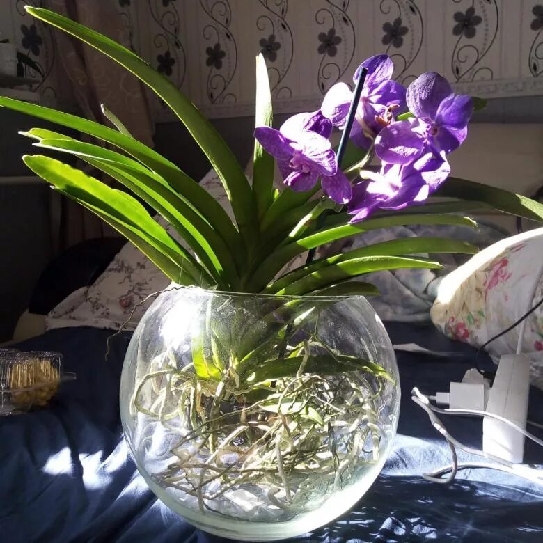 Можно орхидеи держать в воде. Можно орхидеи держать в воде