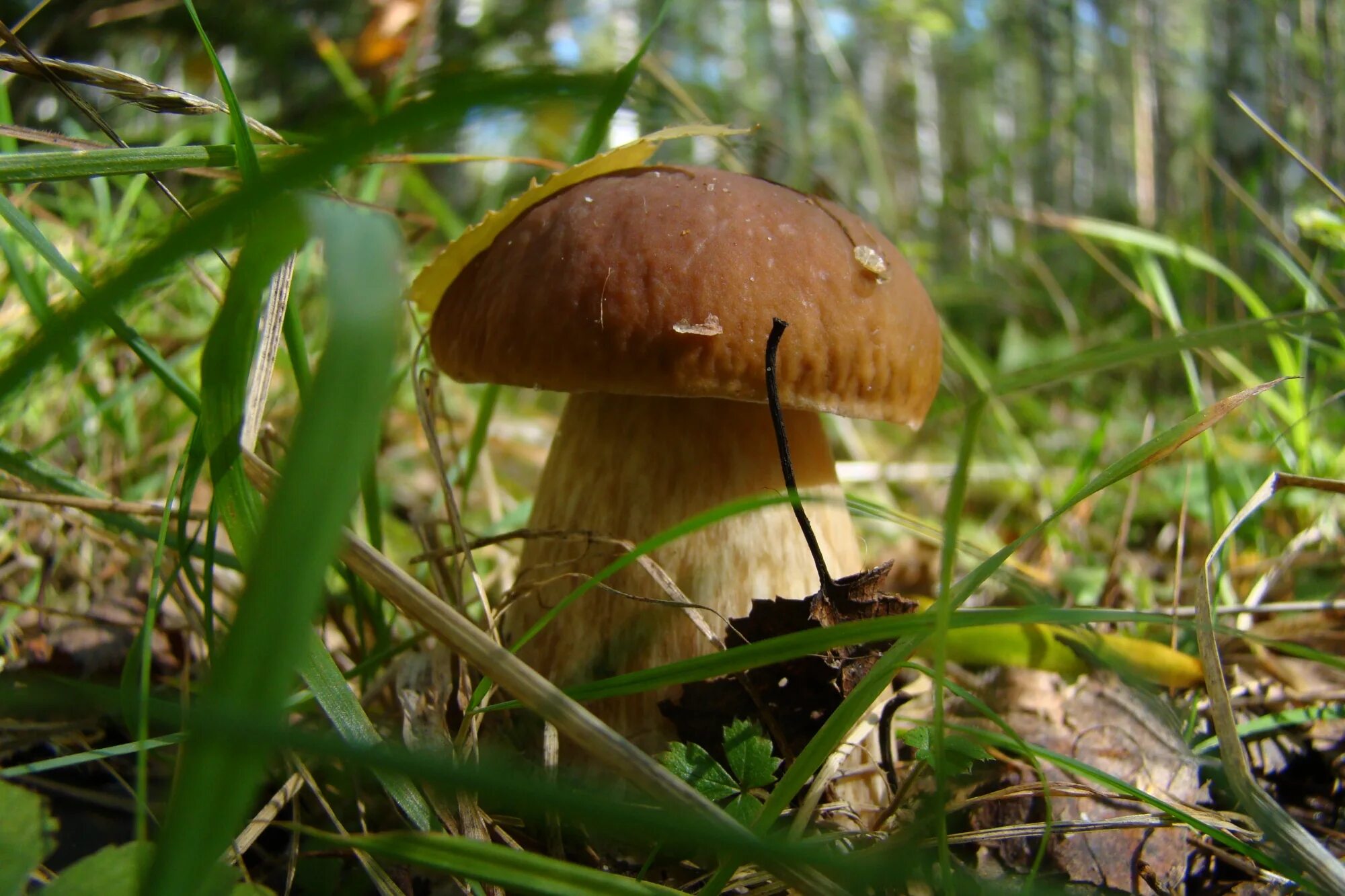 9 грибов. Грибное место в лесу. Популярные грибы. Грибные места. Красивые грибные места.