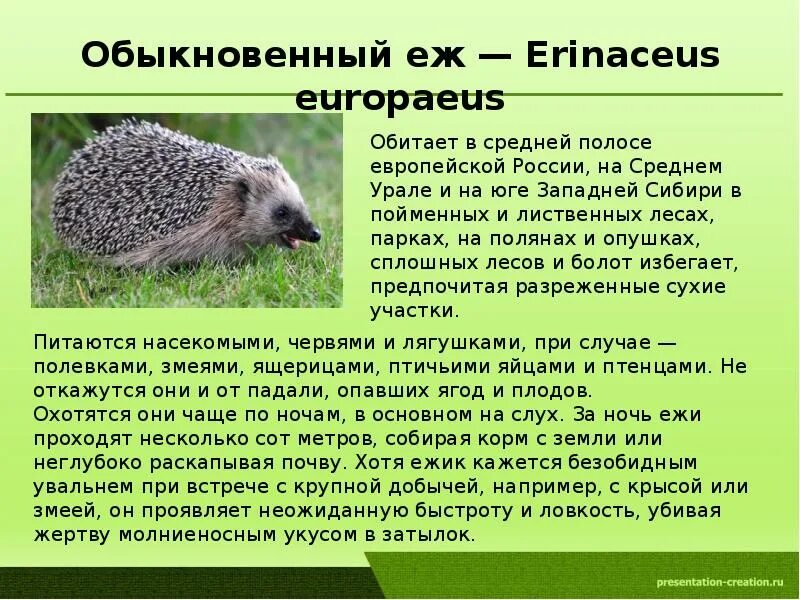 Почему еж занесен в красную книгу. Почему еж занесен в красную книгу