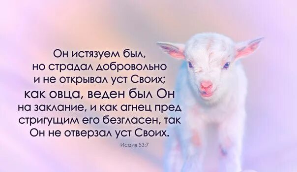 ягненок цитаты. пасха христос агнец. волк в овечьей шкуре фразеологизм. овечки. ягненок цитаты.
