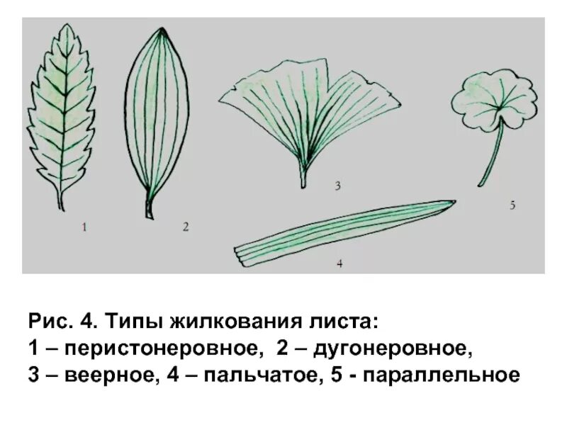 Пальчато сетчатое. Основные типы жилкования листа. Типы жилкования листьев 6 класс биология. Жилкование листа герани. Пальчатое жилкование листьев.