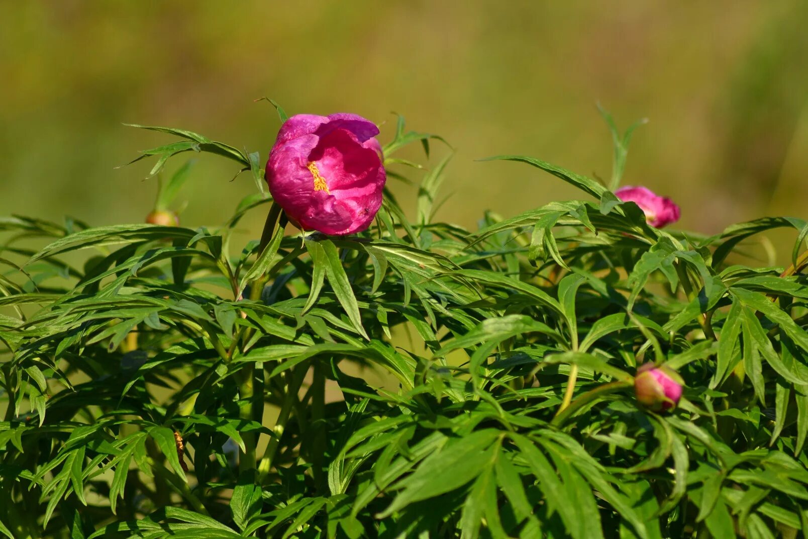 Марьин корень фото и описание. Пион уклоняющийся (Paeonia anomala). Пион уклоняющийся, Марьин корень - Paeonia anomala l.. 148. Марьин корень (пион уклоняющийся) - Paeonia anomala.. Пион видовой Марьин корень.