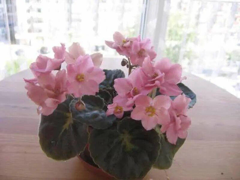 сорт фиалки абрикосовый шифон. фиалка ек абрикосовый шифон. фиалка рс амур. фиалка байкальский лед. фиалка dn абрикоска.