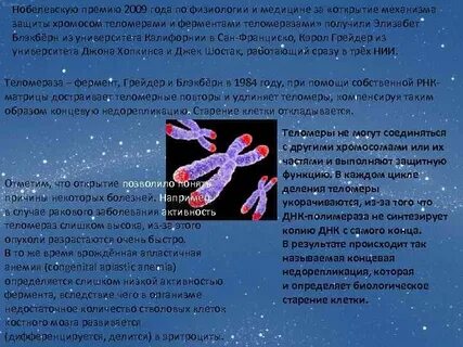 Фермент теломеразы что это