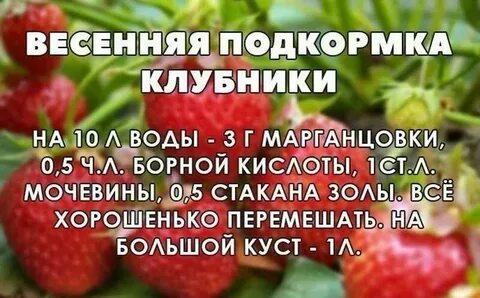 Марганцовка для клубники