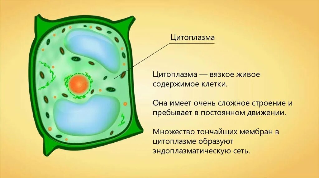 Полость в цитоплазме клетки 7 букв