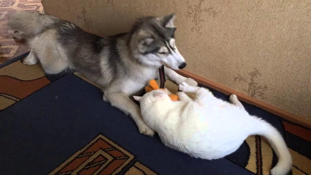 Хаски и кот. Хаски и белый кот. белый котенок и хаски. лайка и кошка. хаски против кота.