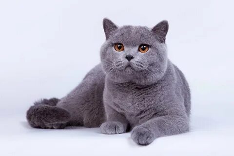 Котята британской породы