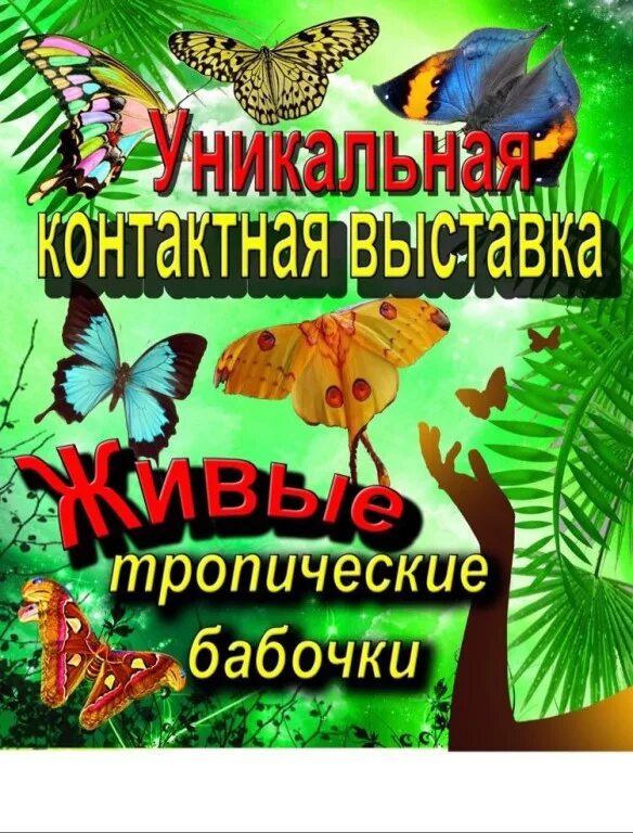 Яркие тропические бабочки. Живые тропические бабочки оренбург. Живые тропические бабочки оренбург. Выставка бабочек нижний тагил депо. Рай для бабочек семена отзывы с фото.