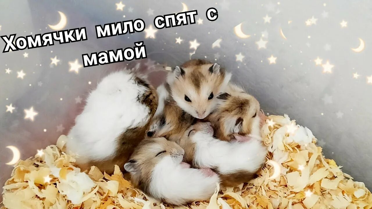 Сон хомячки. Милые хомячки спят. Милый спящий хомячок. Спящие хомячки.