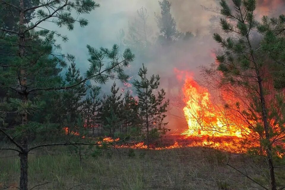 Где горит лес. Сгоревшие леса. Лесные пожары. Лесной пожар калимантан 1982. Пожары в сибири.