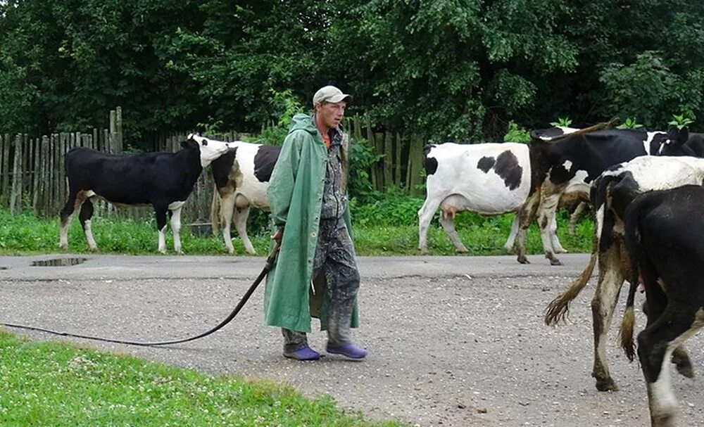 Гонять телят значение. Пастух коров. Пастухи гор. Пасти коров. Коровы и пастух в деревне.