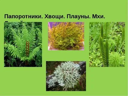 Мхи хвощи