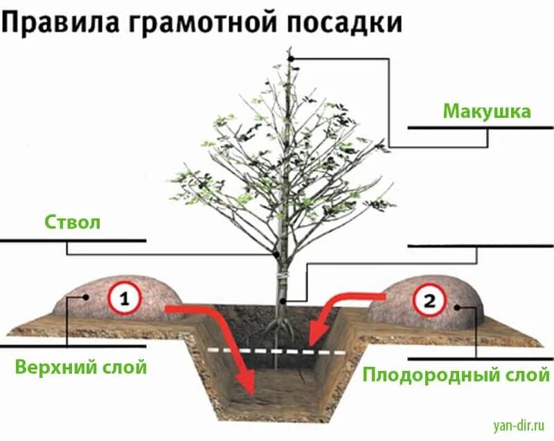 Правильная посадка саженцев яблони. Схема посадки саженца яблони. Размер ямы для саженца яблони. Посадка деревьев плодовых весной саженцев правильная посадка. Когда высаживать саженцы плодовых деревьев