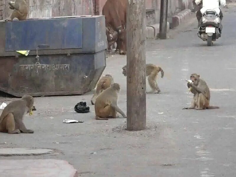 Обезьяна разобрать. Человек против обезьяны. Обезьяна Бомбей. Обезьяны в Индии.