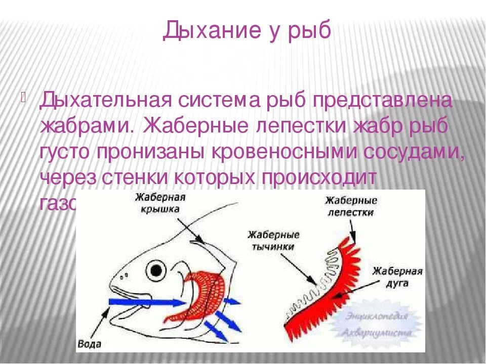 Строение жаберного аппарата костистой рыбы. Кожные жабры. Схема жаберного дыхания рыб. Кожные жабры. Кожные жабры.