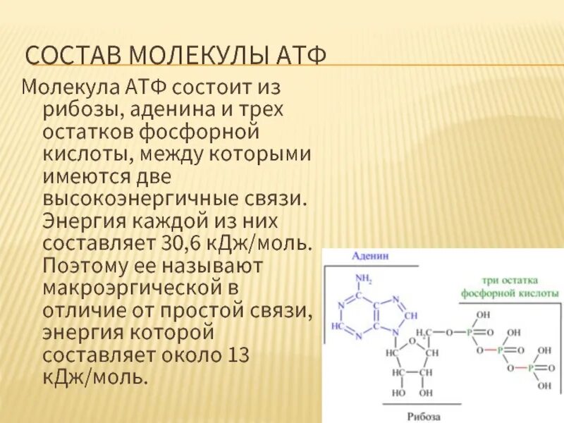 Из каких компонентов состоит молекула АТФ. Строение молекулы АТФ. Химическая структура АТФ. АТФ структура и функции. Аденин рибоза три