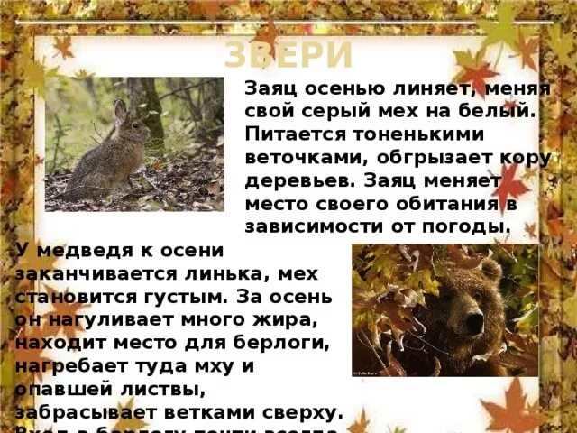 Какие происходят изменения в жизни животных осенью. Поведение животных осенью. Поведение зайца осенью. Какие животные линяют осенью. Изменения животных осенью.