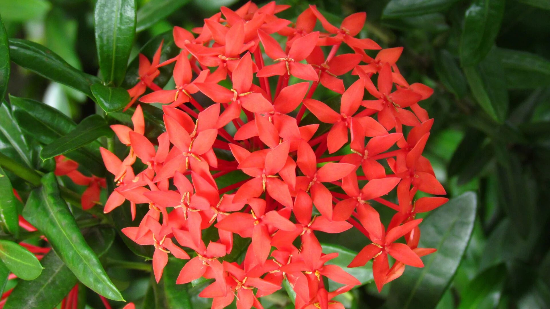 Иксора диагностические работы. Иксора цветок. Ixora coccinea Flower. Иксора желтая. Куст Ixora coccinea.